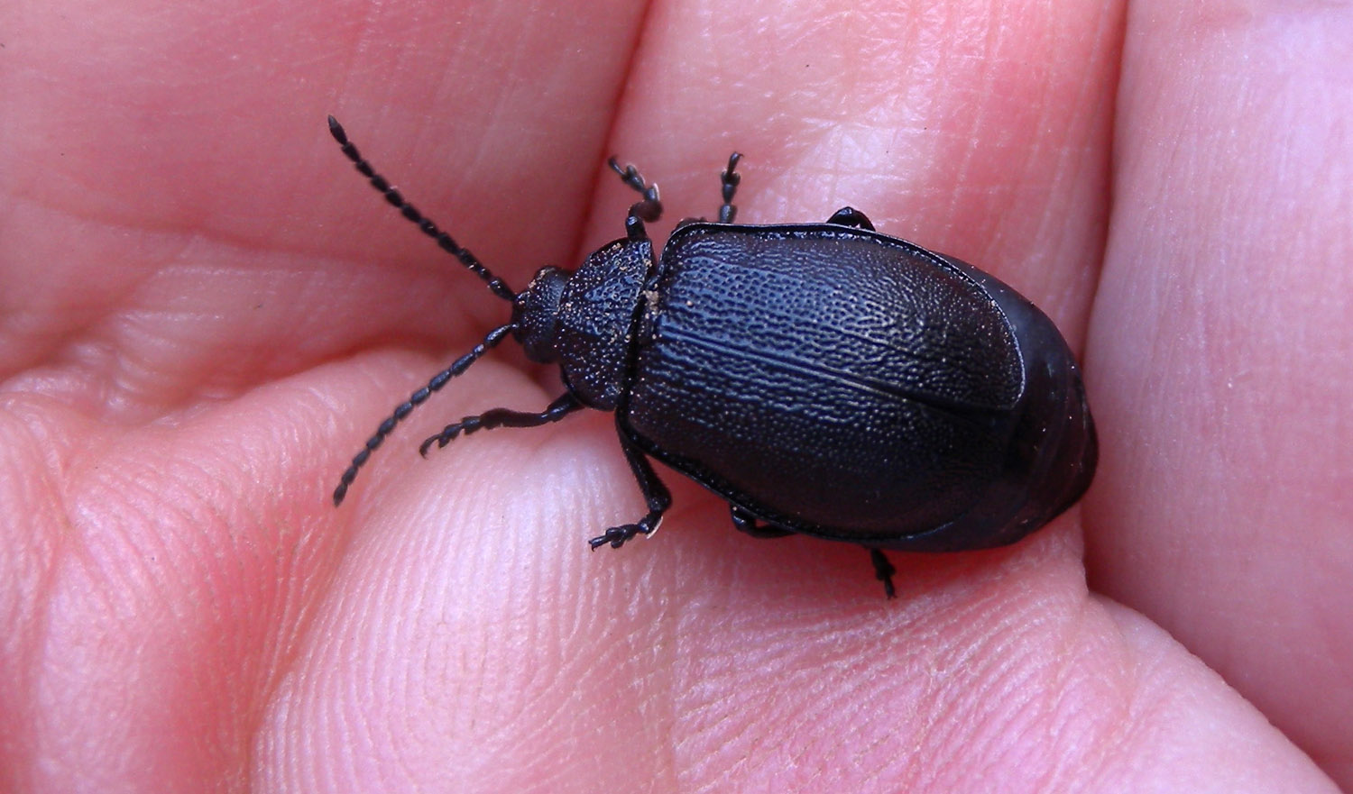 Da identificare: Galeruca tanaceti